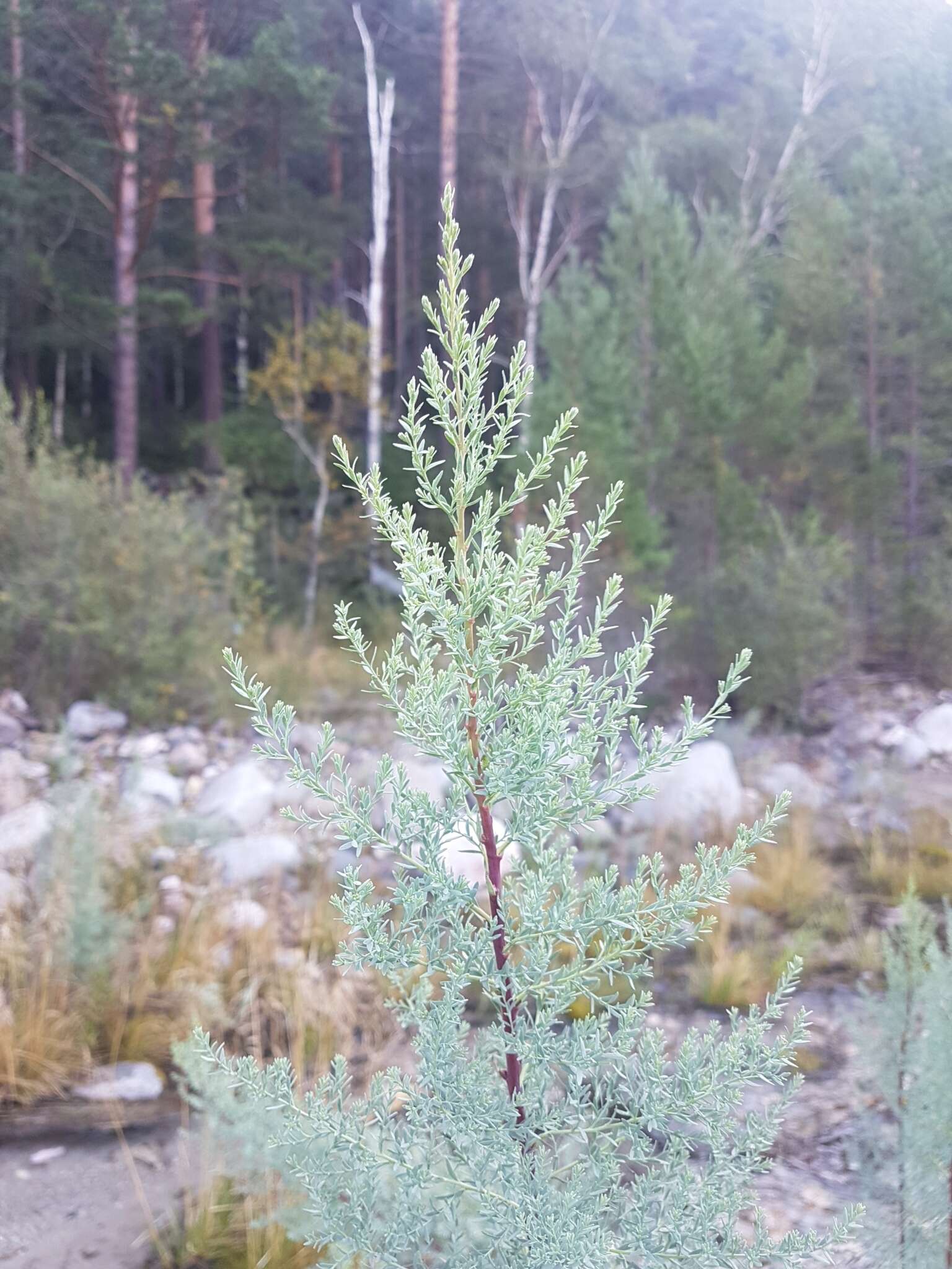 صورة Myricaria longifolia (Willd.) Ehrenb.