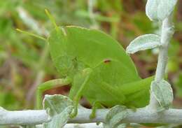 Image of Bullacris discolor (Thunberg 1810)