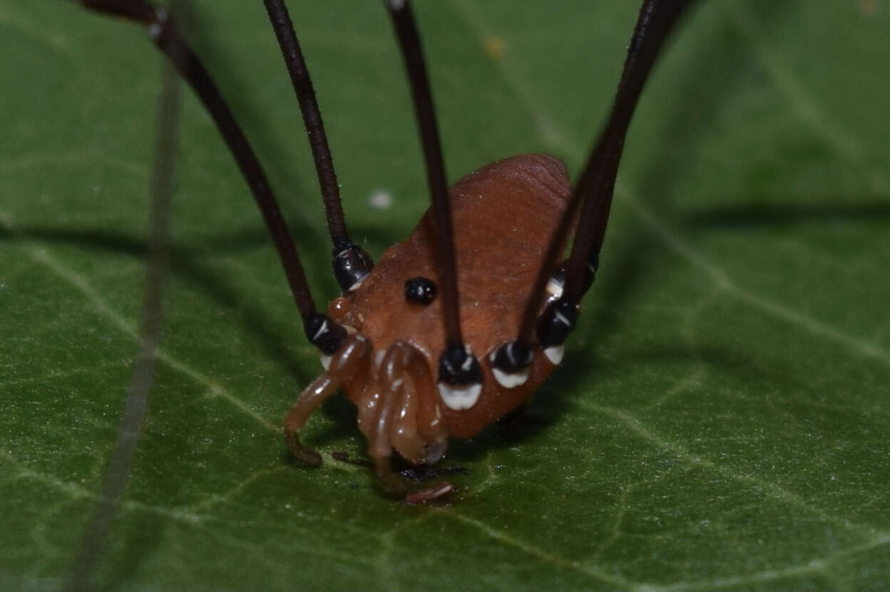 Image of Leiobunum euserratipalpe Ingianni, McGhee & Shultz 2011