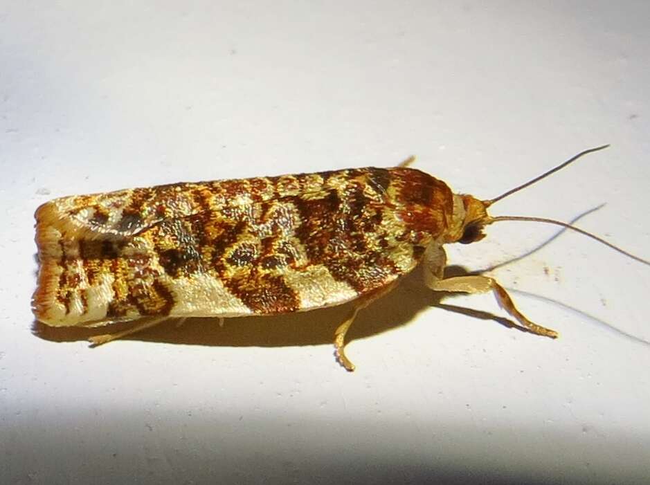 Image of Fruit-Tree Leafroller Moth