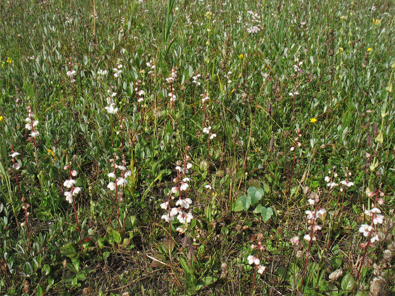 Imagem de Pyrola rotundifolia subsp. rotundifolia