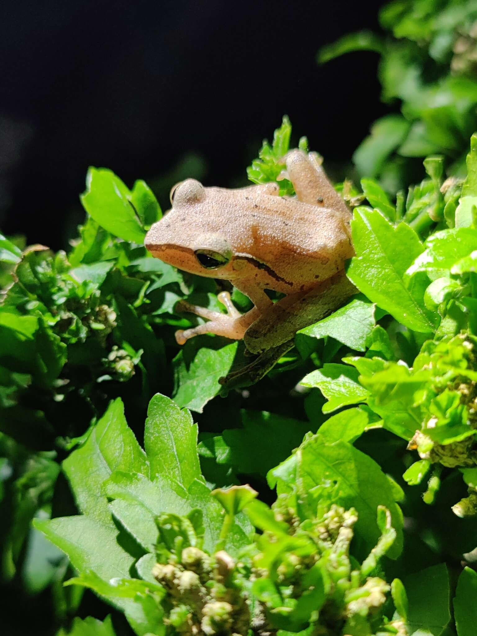 Image de Polypedates subansiriensis Mathew & Sen 2009