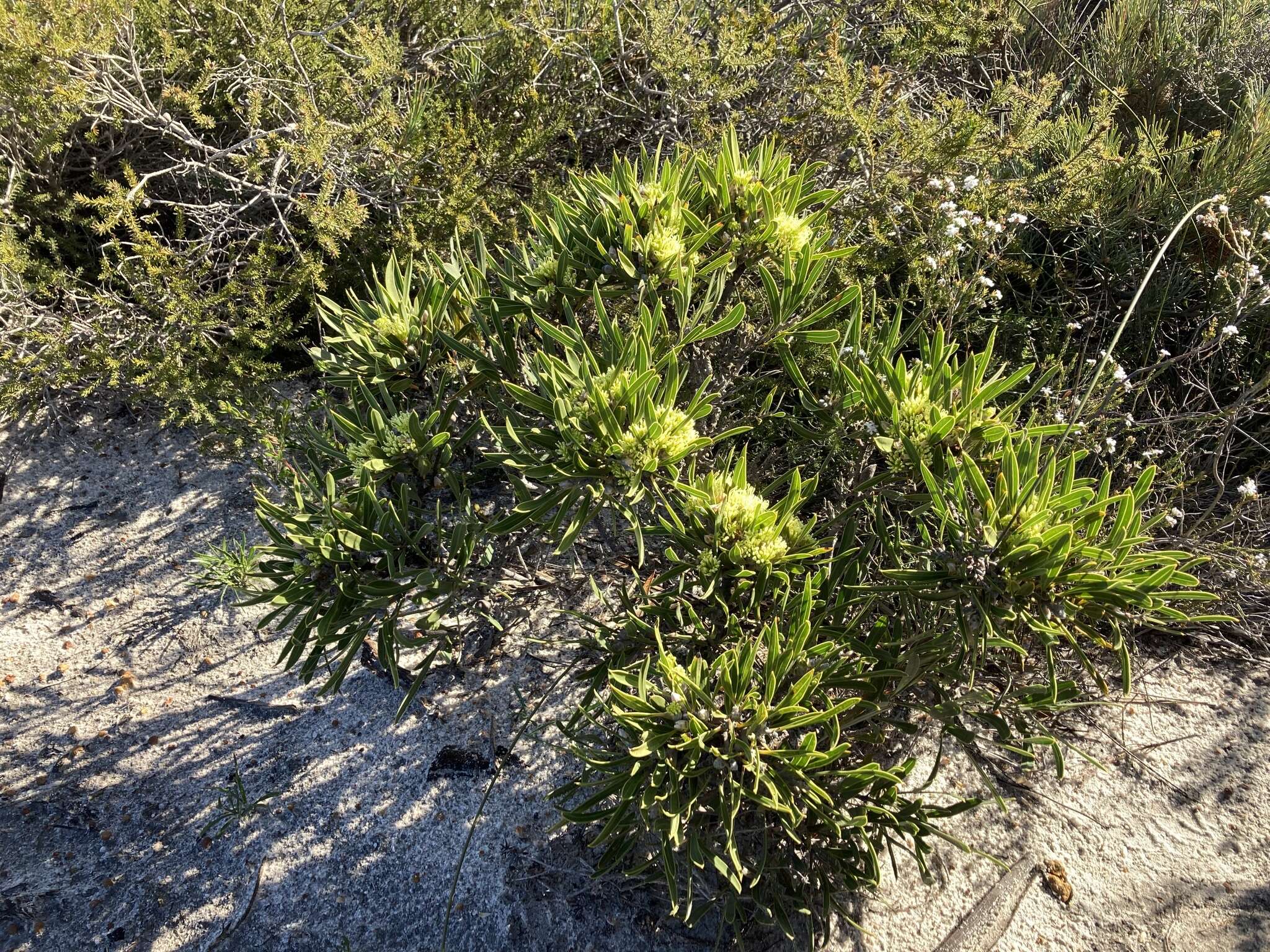 Imagem de Hakea eneabba Haegi