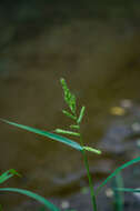 Plancia ëd Echinochloa muricata (P. Beauv.) Fernald