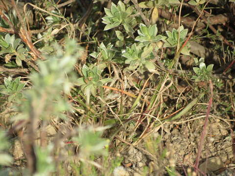 Image of Delosperma invalidum (N. E. Br.) N. E. K. Hartmann