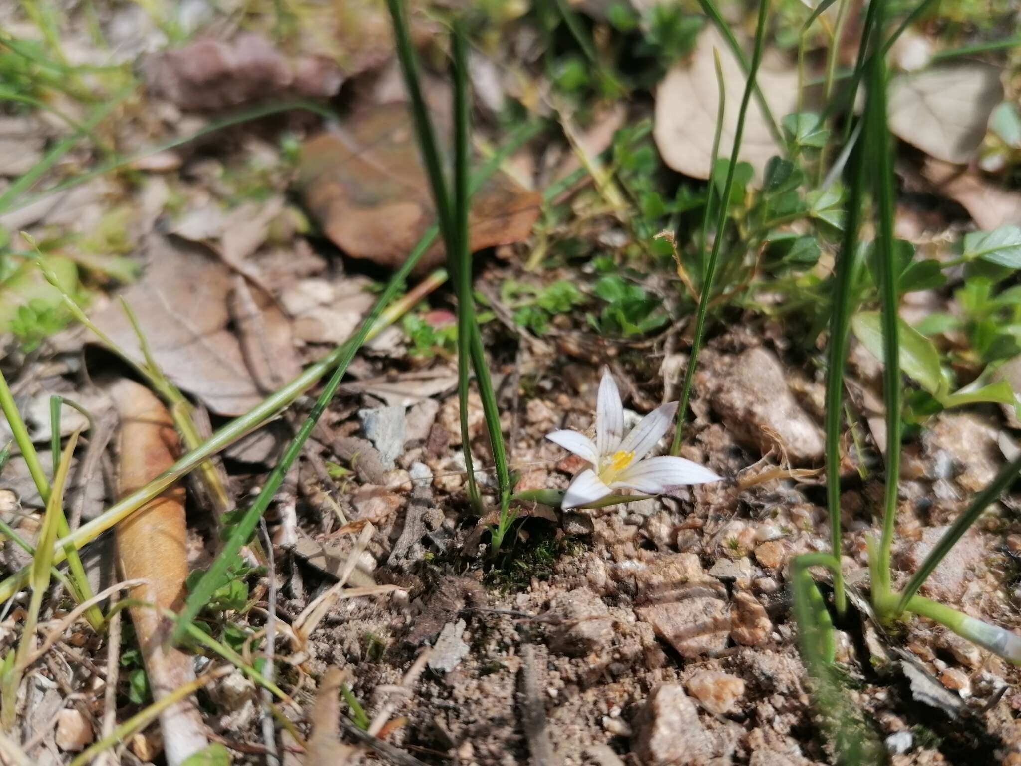 Image of Romulea columnae subsp. columnae