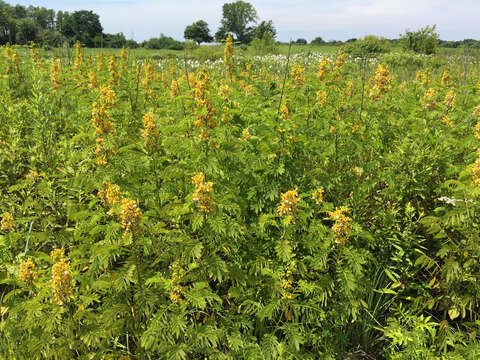 Image de Senna hebecarpa (Fernald) H. S. Irwin & Barneby