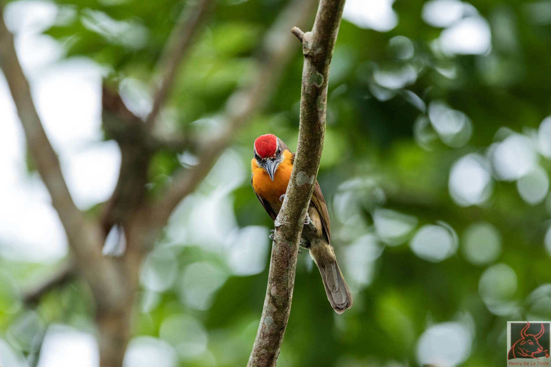 Image of Scarlet-crowned Barbet