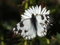 Image of Pontia helice (Linnaeus 1764)