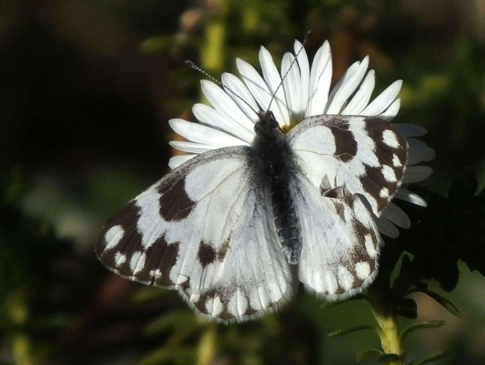 Image of Pontia helice (Linnaeus 1764)