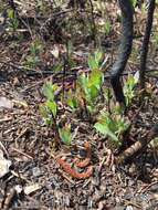 Image of Confederate huckleberry