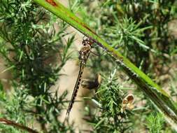 Image of Sentry Dragonfly