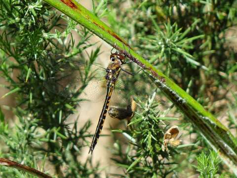 Sivun Hemicordulia australiae (Rambur 1842) kuva