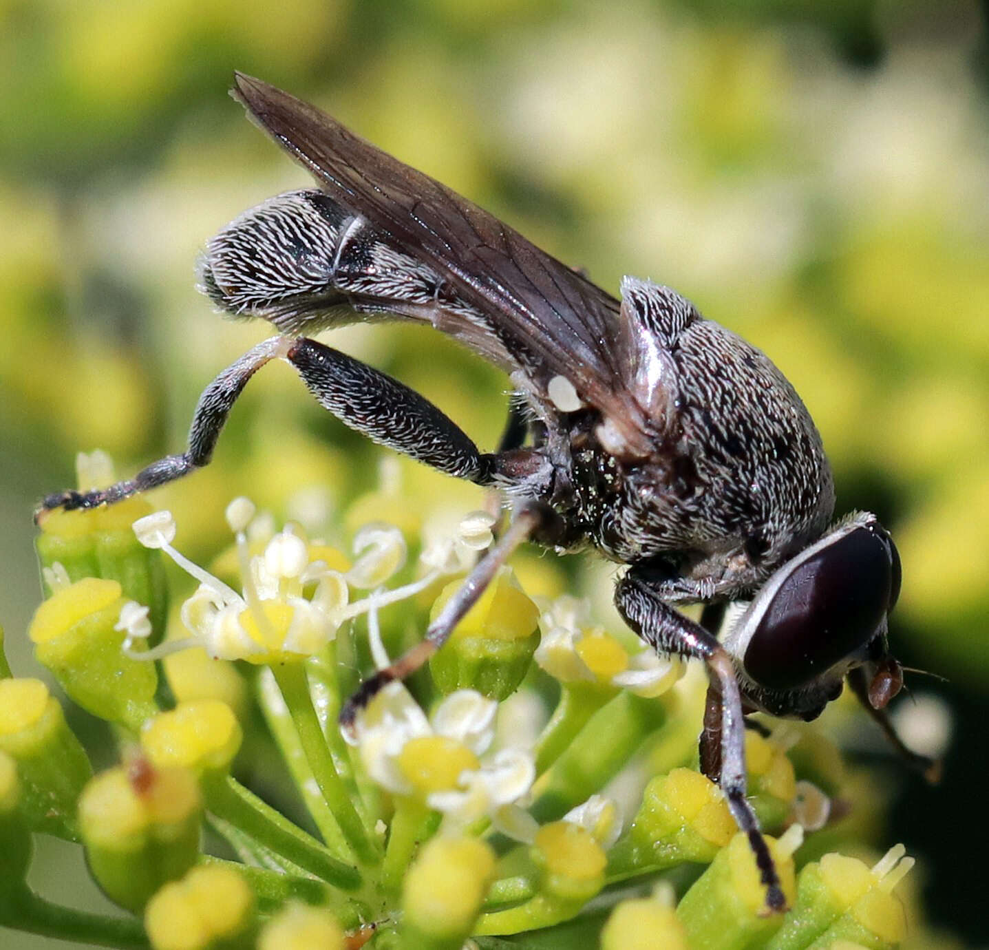 Image of Myolepta aurinota (Hine 1903)