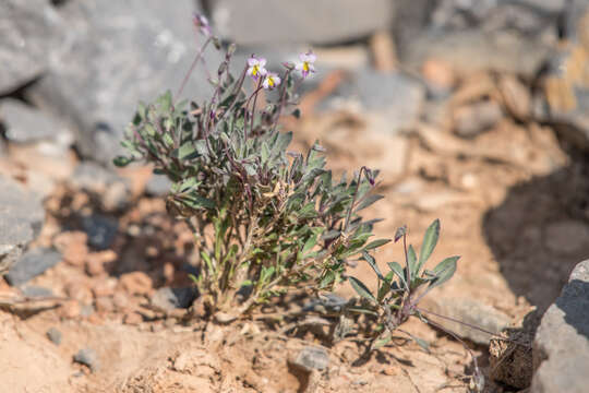 Sivun Viola cinerea Boiss. kuva