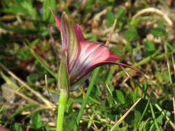 صورة Romulea obscura var. subtestacea M. P. de Vos