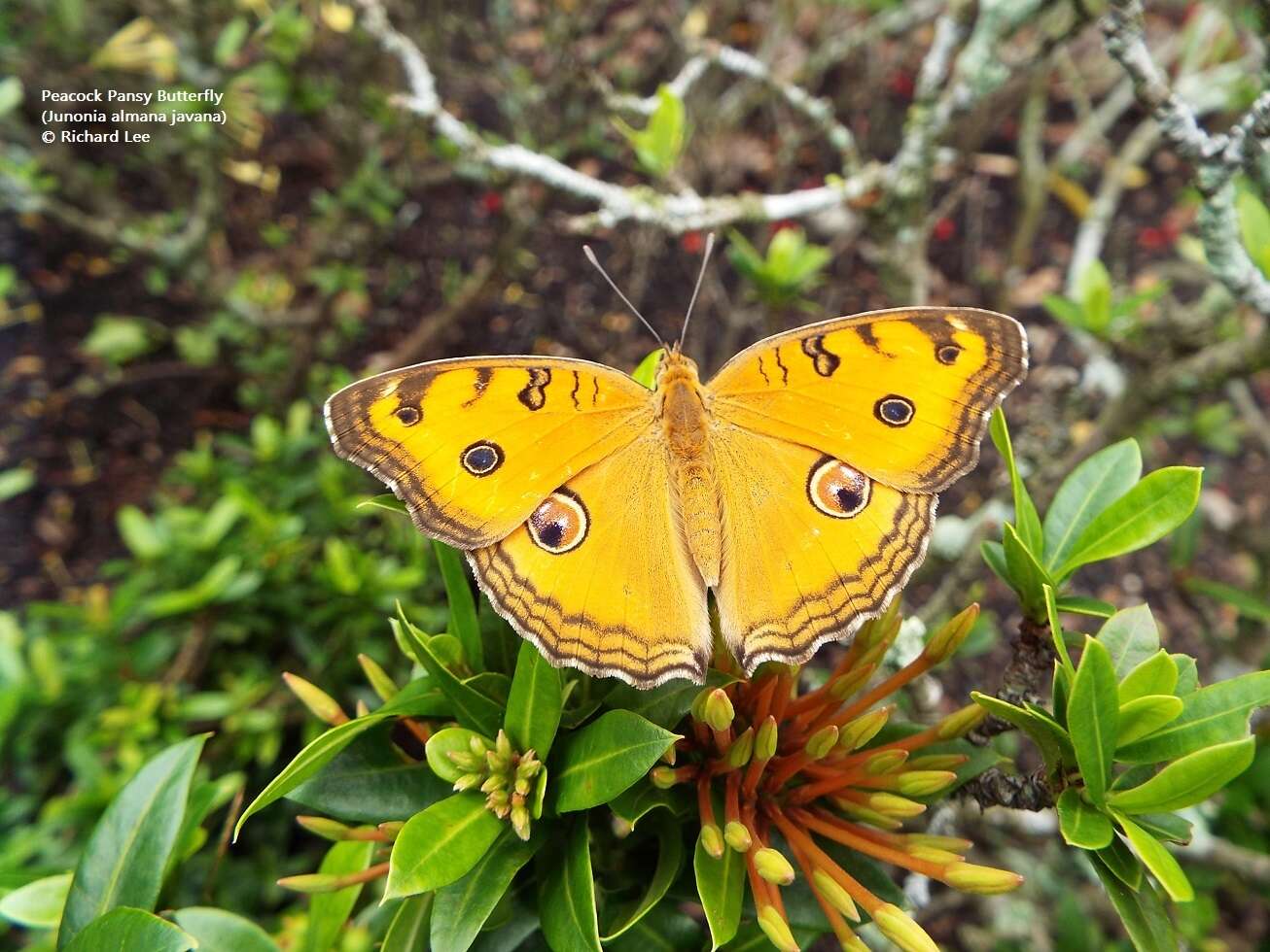 Image of Junonia almana javana Felder 1862