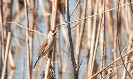 Image of Plum-headed Finch