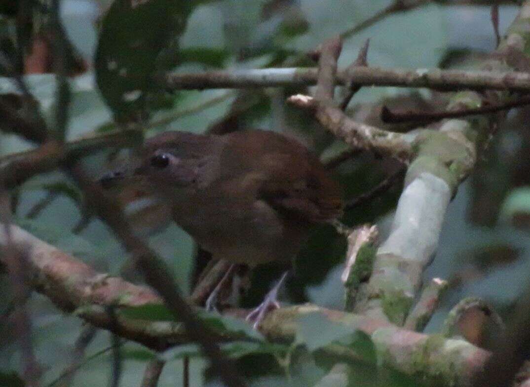 Image of Brown Illadopsis