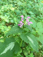 Image of spotted dead-nettle