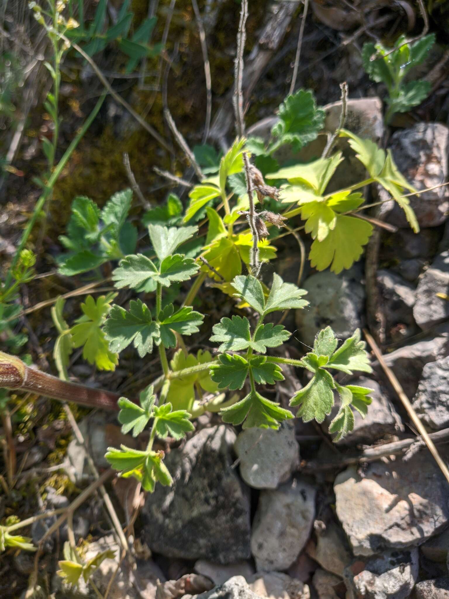 Image of Heracleum ligusticifolium Bieb.