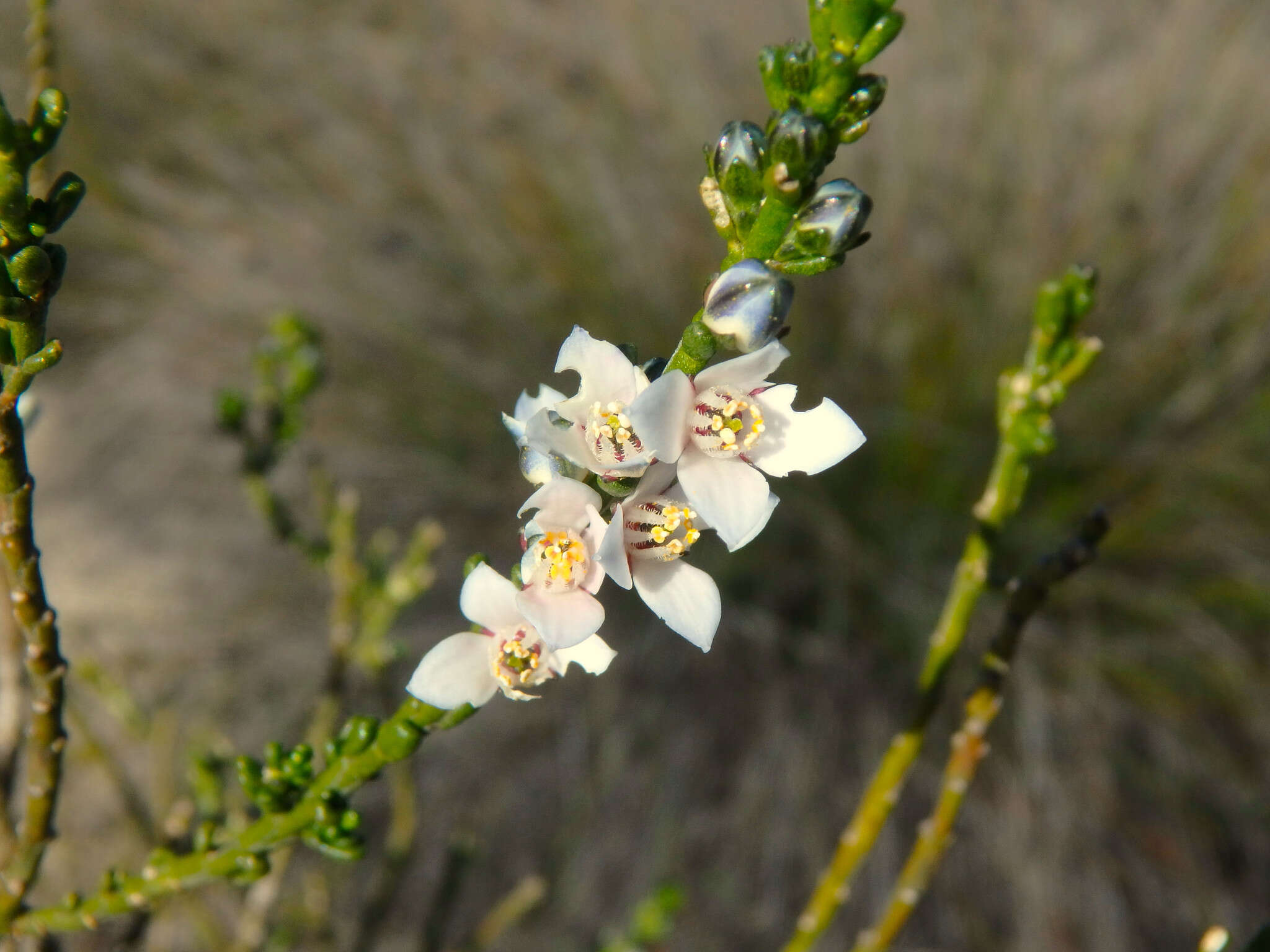 Image of Cyanothamnus coerulescens