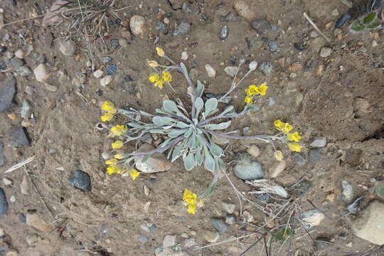 Image of arctic bladderpod