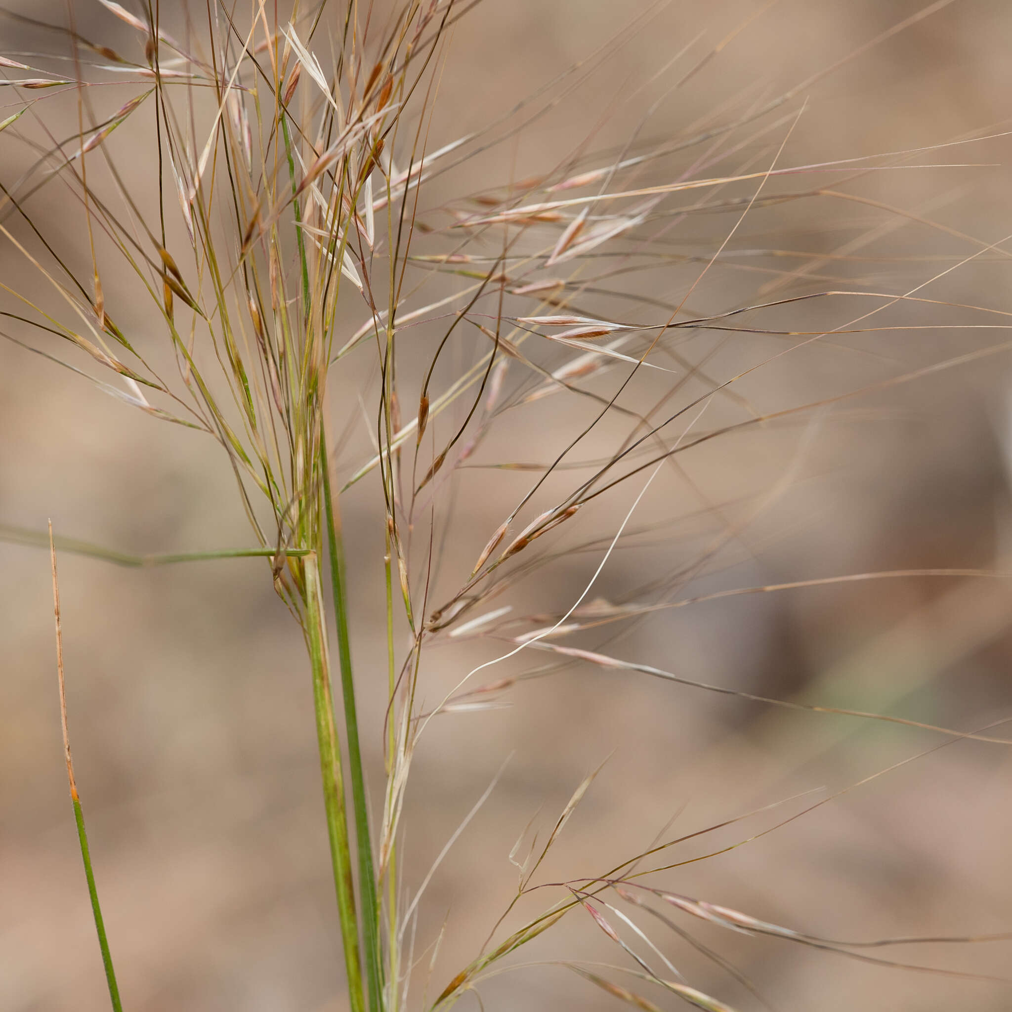 Image of Austrostipa exilis (Vickery) S. W. L. Jacobs & J. Everett