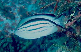 Image of Blackstriped Angelfish