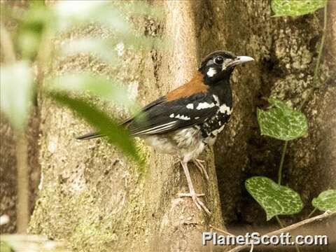 Geokichla erythronota Sclater & PL 1859 resmi