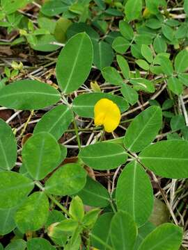 Plancia ëd Arachis repens Handro