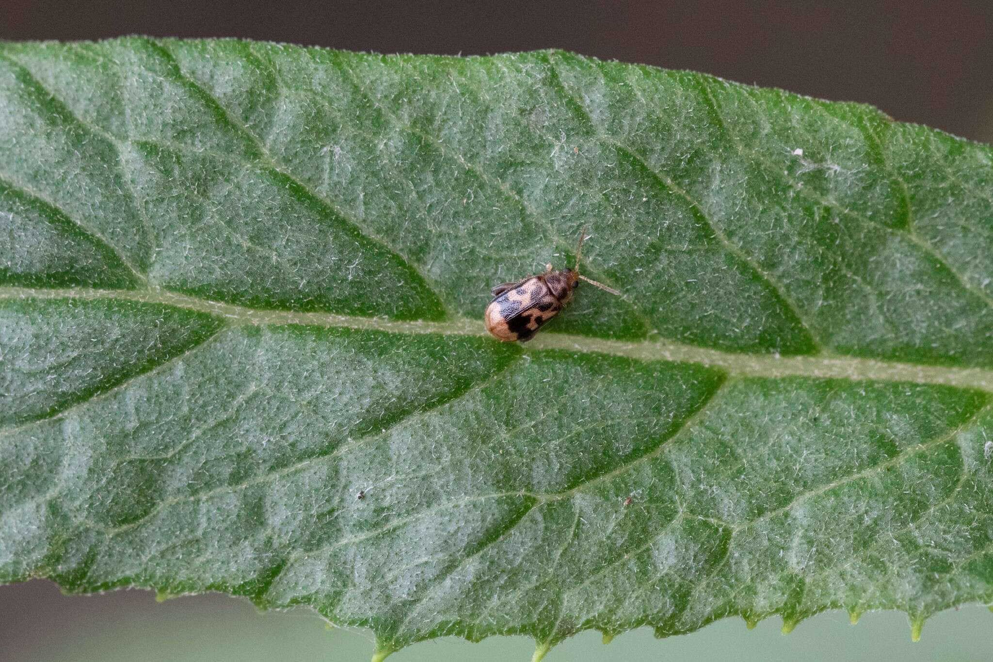 Image of Capraita sexmaculata (Illiger 1807)