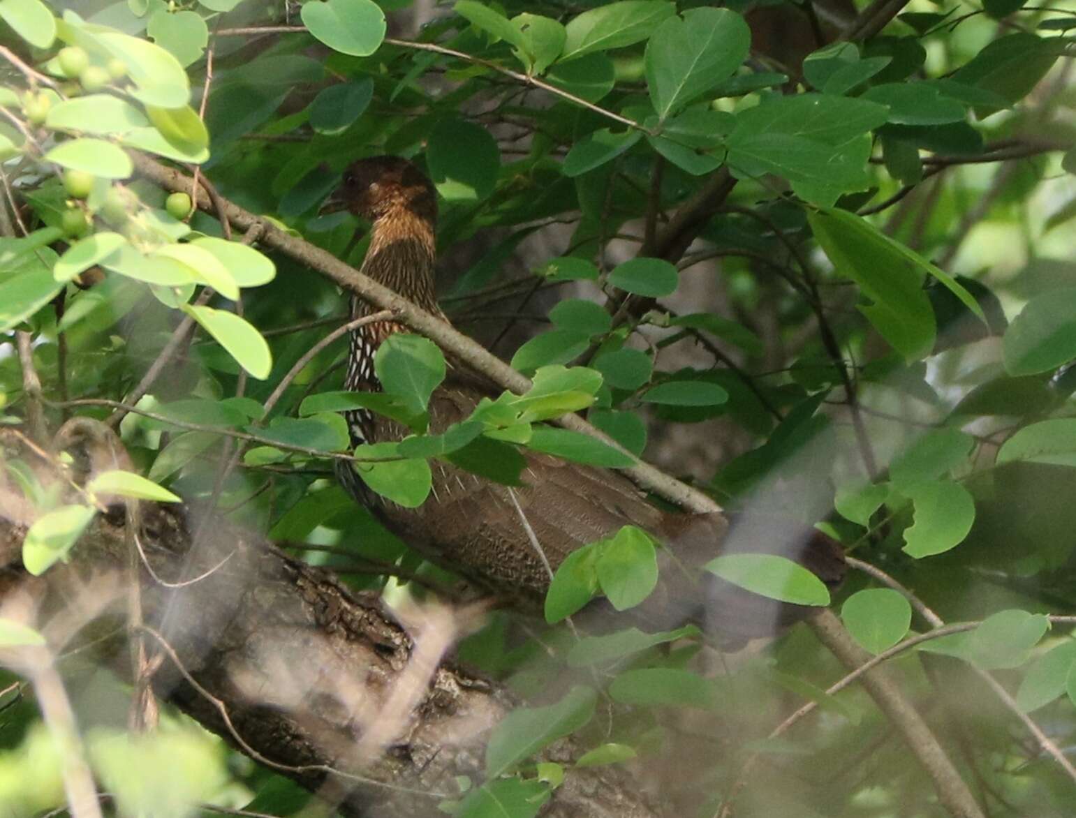 Image of Grey Junglefowl