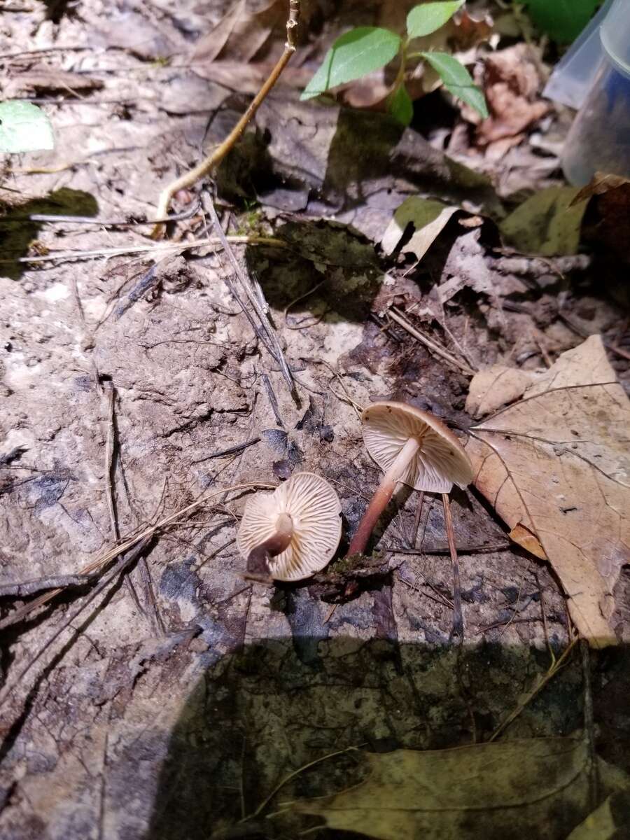 Image of Marasmius cohaerens (Pers.) Cooke & Quél. 1878