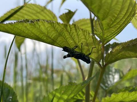 Melanoplus viridipes Scudder & S. H. 1897的圖片