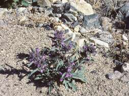 Image de Penstemon barnebyi N. H. Holmgren