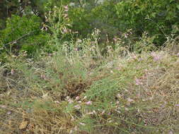 Image of cutleaf beardtongue