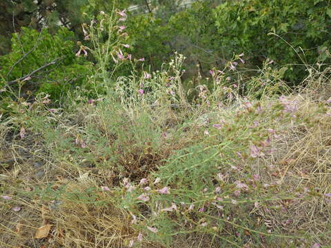 Image of cutleaf beardtongue