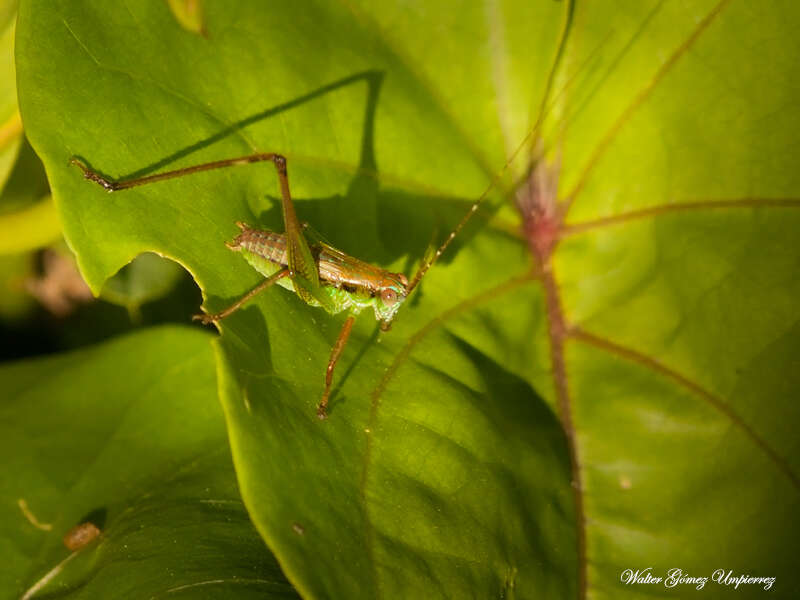 Theudoria melanocnemis (Stål 1861)的圖片