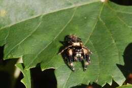 Phidippus otiosus (Hentz 1846)的圖片