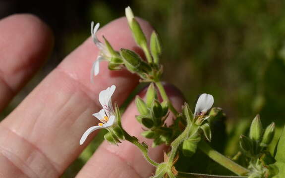 Imagem de Pelargonium odoratissimum (L.) L'Her.