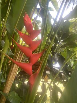 Image of Dwarf Jamaican Heliconia