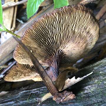 Image of Stiptophyllum