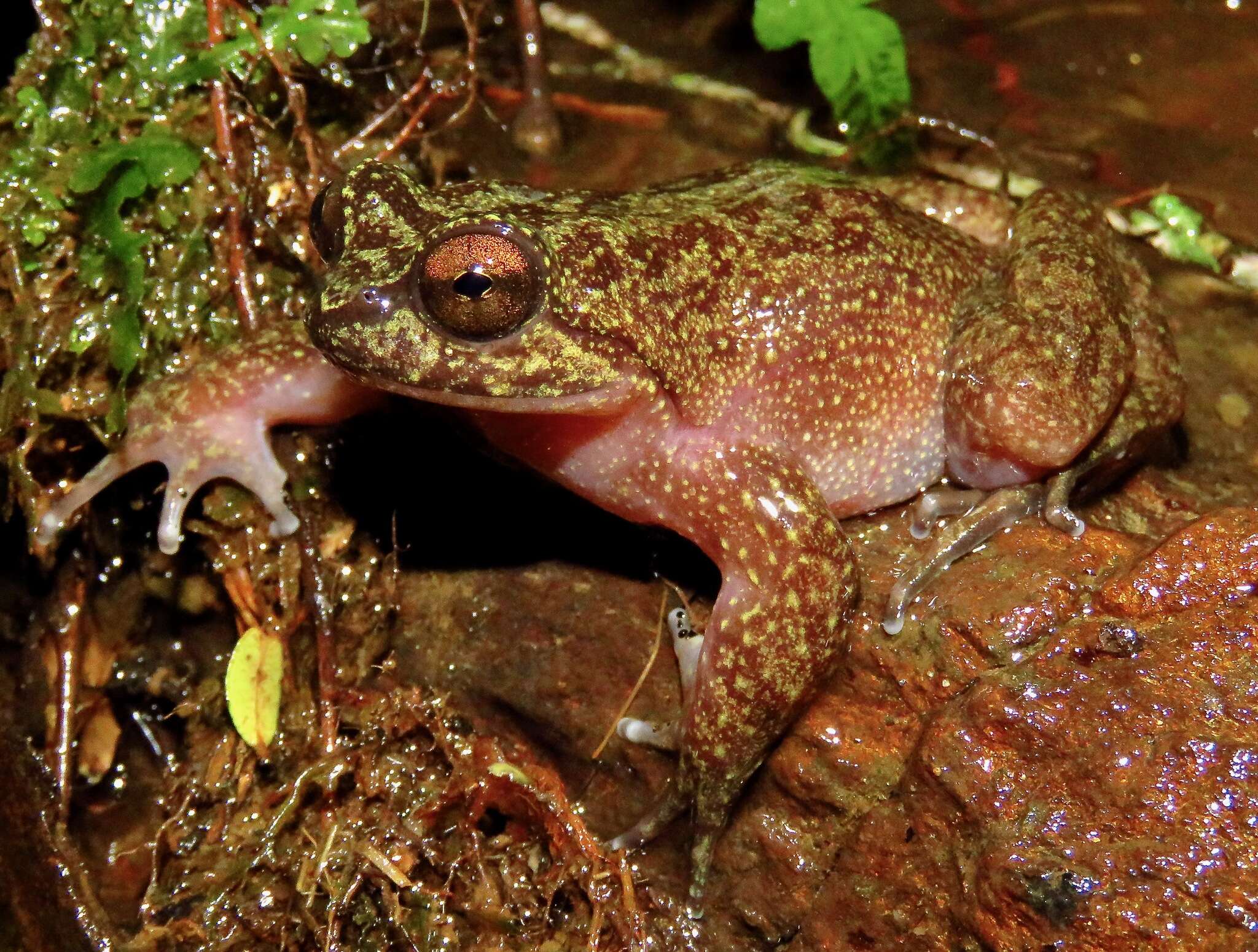Image of Barrio's Frog