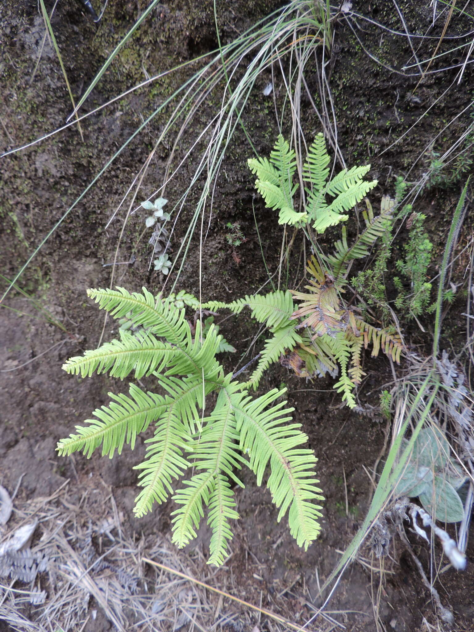 Image of Sticherus umbraculifer (Kunze) Ching