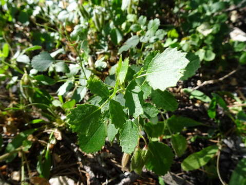 Image of Ononis rotundifolia L.