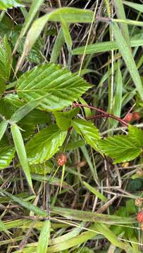 Image of sawtooth blackberry