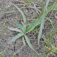 Imagem de Eryngium yuccifolium Michx.