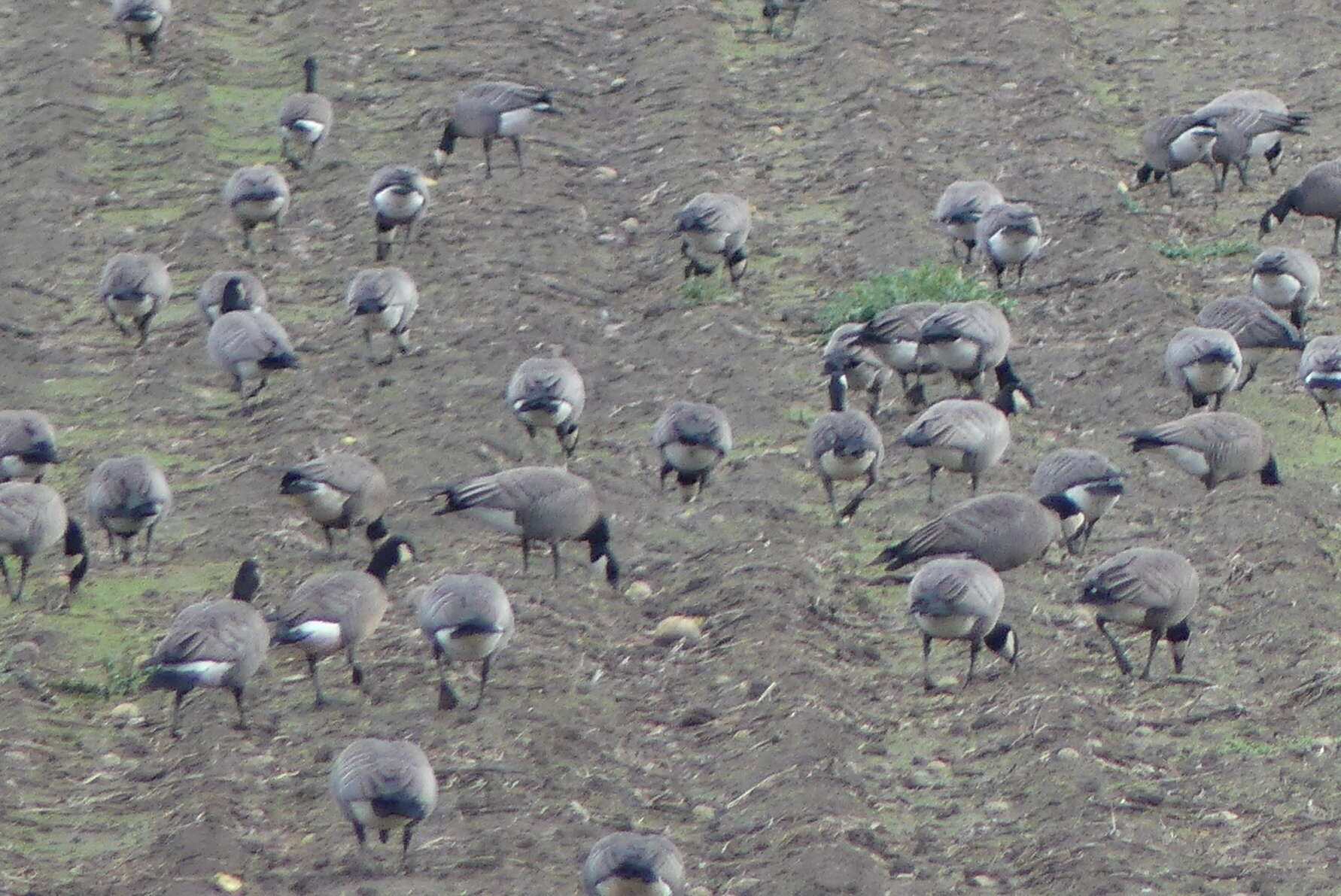 Plancia ëd Branta hutchinsii minima Ridgway 1885