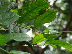 Ficus tinctoria subsp. gibbosa (Bl.) Corner resmi